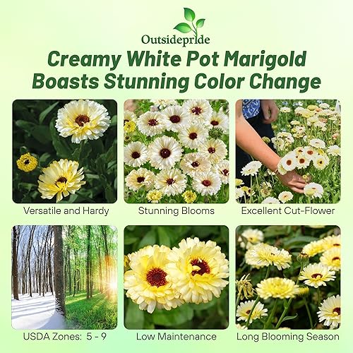 Miniatura 2 de Outsidepride Caléndula Snow Princess Pot - Semillas para plantas de jardín de caléndula - 100 semillas