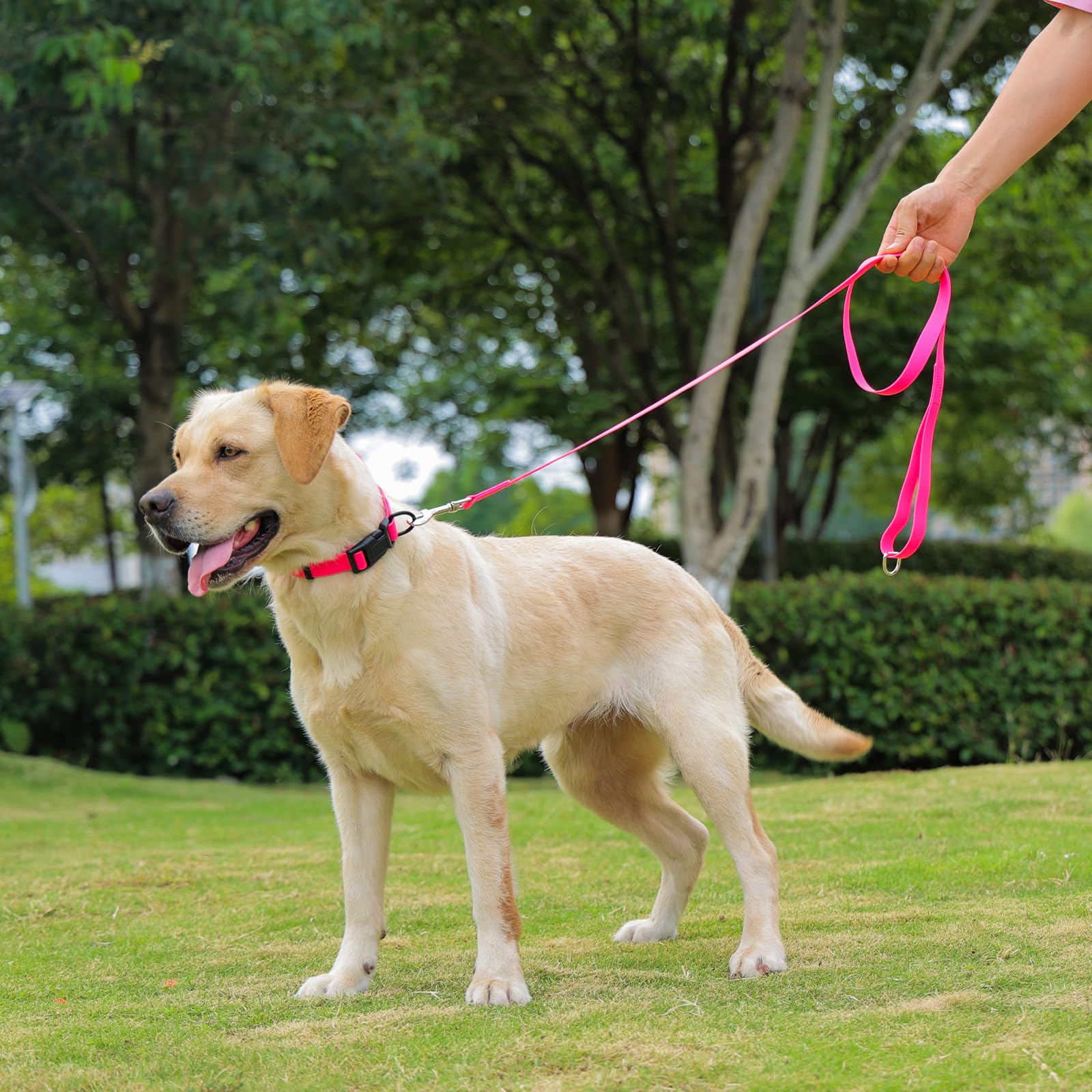 Collar impermeable para perro, collares de goma fáciles de limpiar con hebilla de liberación rápida para perros pequeños, medianos o grandes (rosa, L < 15.4-24.8 pulgadas)