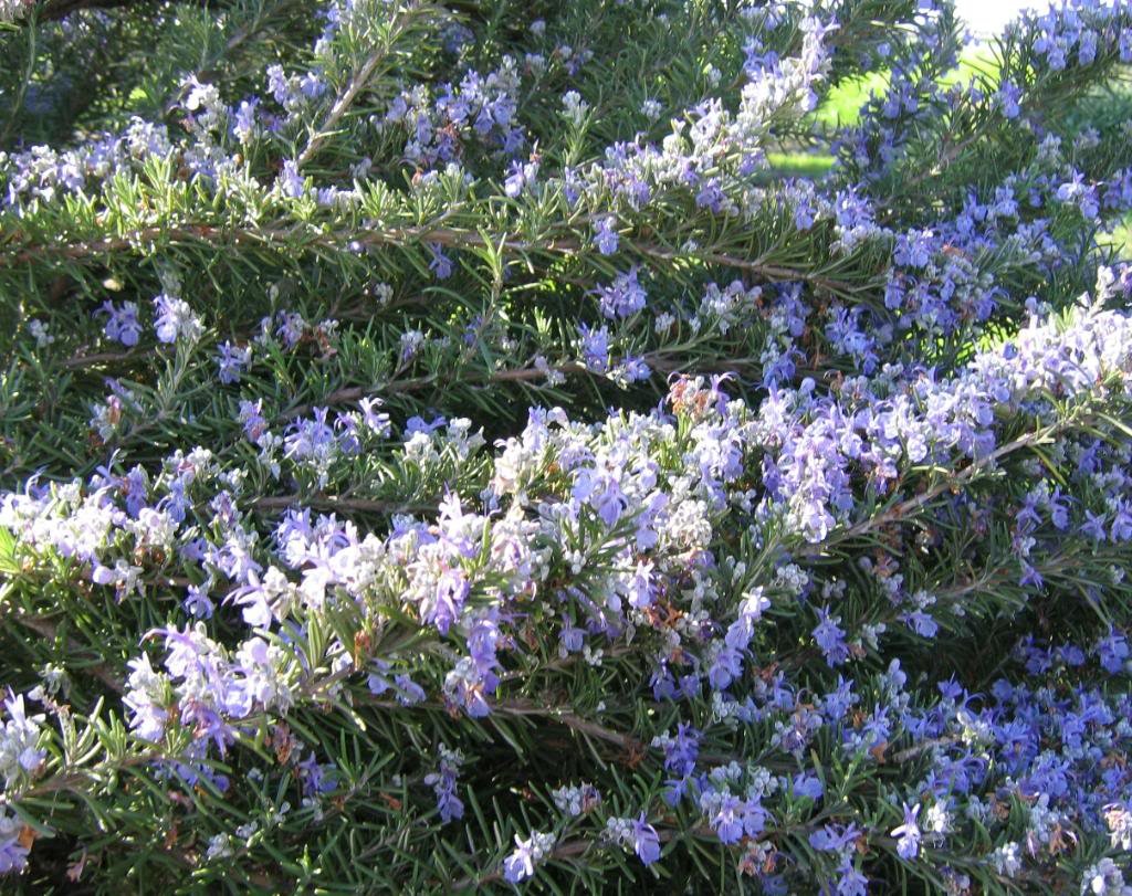 Amazon.com : 100 Rosemary Rosmarinus Officinalis Herb Flower Seeds