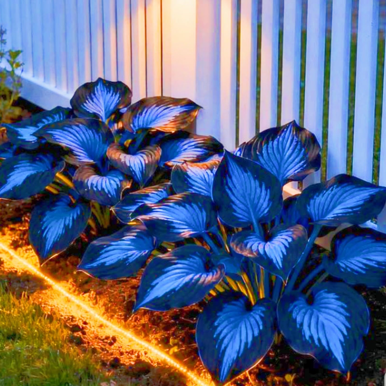 Midnight Blue Hosta Bulbs-Hostas Plants Perfect for The Garden -Landscaping-Excellent Displays-8bulbs-a