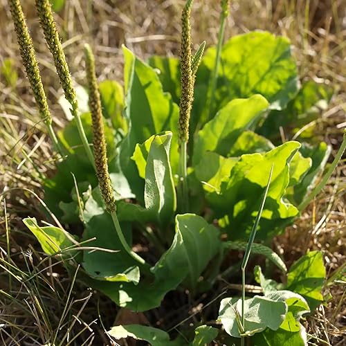 Miniatura 4 de CHUXAY GARDEN Semilla de plátano de hoja ancha para plantar 100 semillas Plantago Major, árbol de plátano sin OMG, reliquia de alta resistencia a la