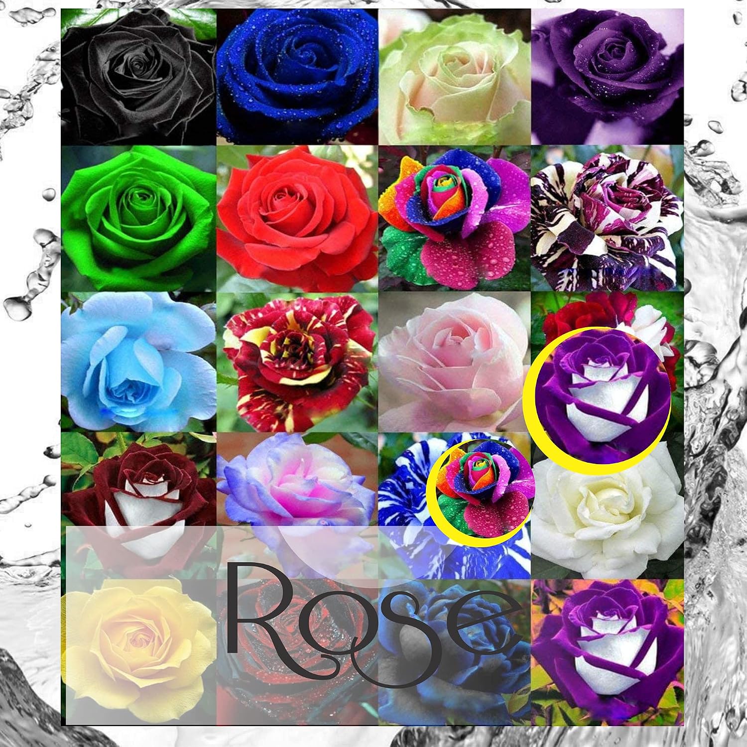 ALEXI Rose Se-EDS - Roses Se-Ed for Planting Outdoors - Hybrid Rare Rose Se-EDS