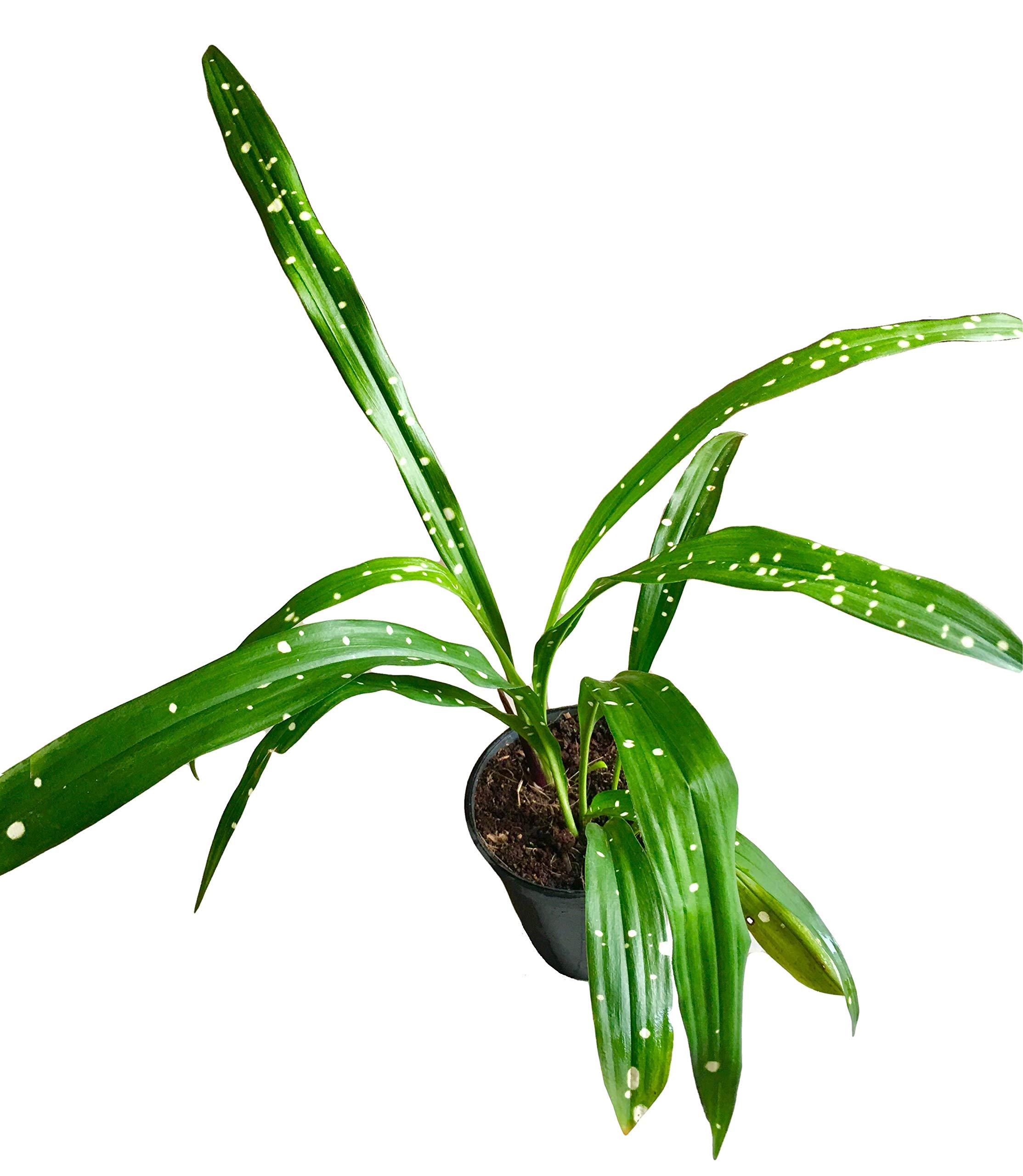 THE FOUR SEASONS ASPIDISTRA YINGJIANGGENSIS SINGAPORE SLING MILKY WAY (CAST IRON PLANT) RARE NATURAL LIVE PLANT IN POT (B07P6C3GVM) Amazon Price History, Amazon Price Tracker