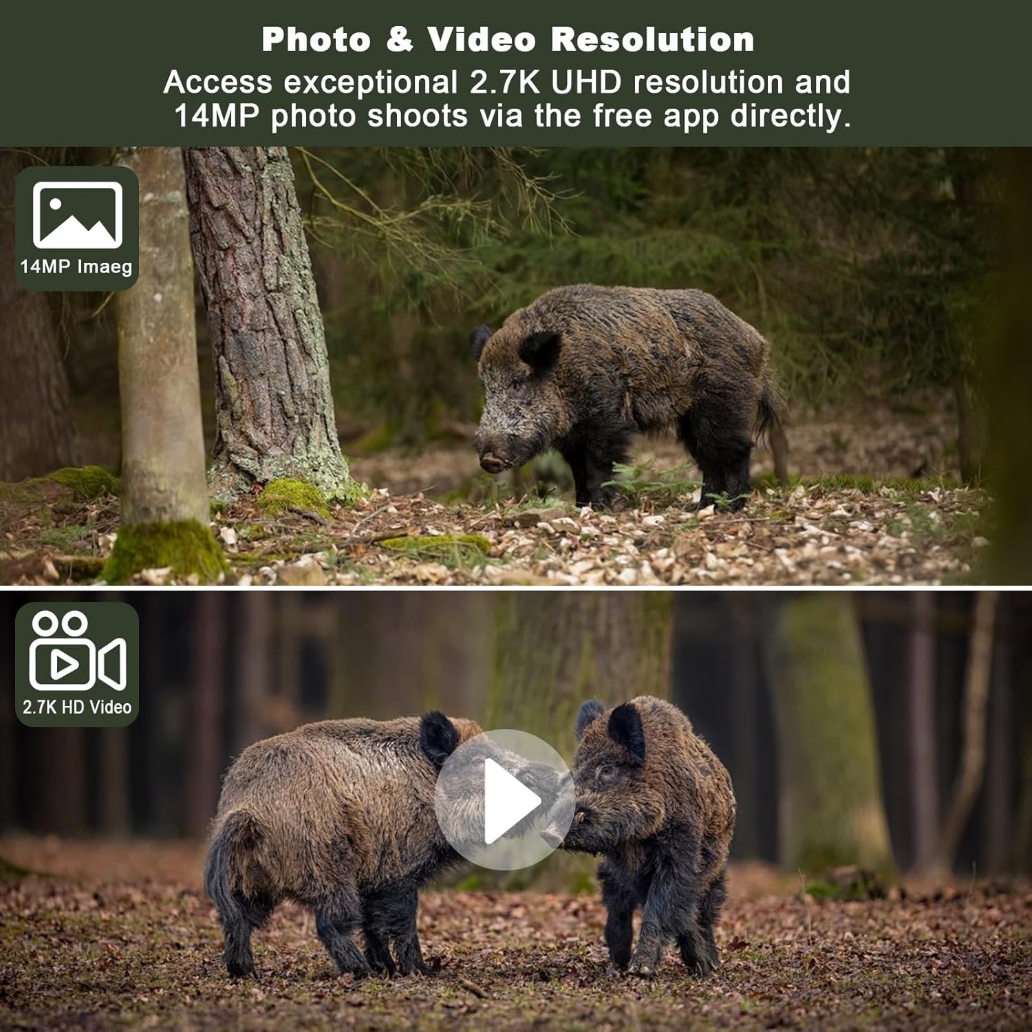 Two images demonstrating photo and video resolution. Top image shows a 14MP image of a wild boar. Bottom image shows a 2.7K HD video of two wild boars with a play button overlay.