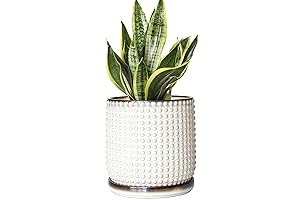 D'vine Dev Planter: Divine Vessel for Flourishing Flora