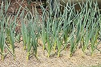 Vista 6 de California Softneck - Bombillas de ajo para plantar, sin OMG, 6 unidades por Greenhouse PCA