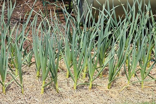 Miniatura 6 de California Softneck - Bombillas de ajo para plantar, sin OMG, 6 unidades por Greenhouse PCA