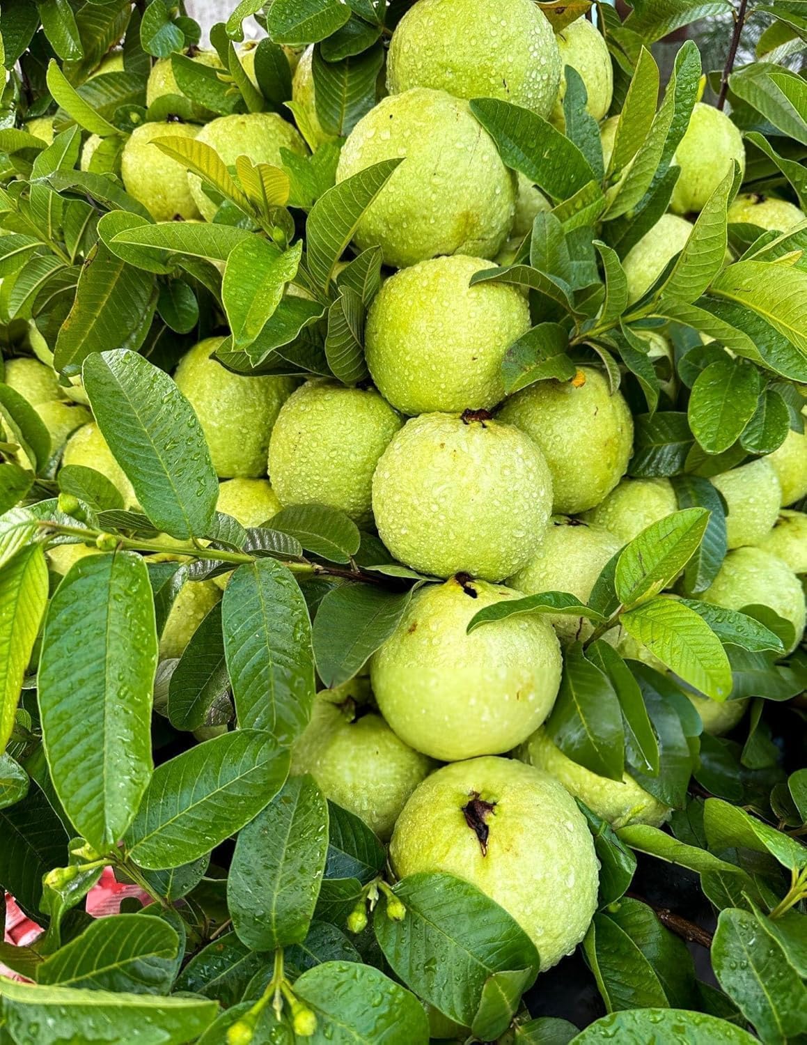 Hybrid All Seasons Guava Fruit Tree Live Plant for Home Kitchen Terrace Garden Amrood Ka Podha Amrud Phal Ka Paudha Outdoor-image-41