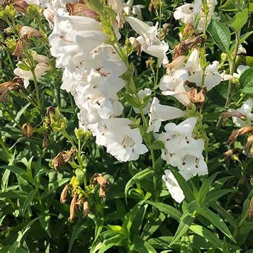 Miniatura 3 de CHUXAY GARDEN Penstemon Digitalis, lengua de barba de dedalera, lengua de barba blanca, 1000 semillas, encantadora planta de floración blanca,