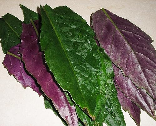 Miniatura 4 de Espinacas Okinawa - 3 plantas de inicio vivas - Gynura Crepioides - Cultiva tus propias verduras y frutas en el jardín o patio