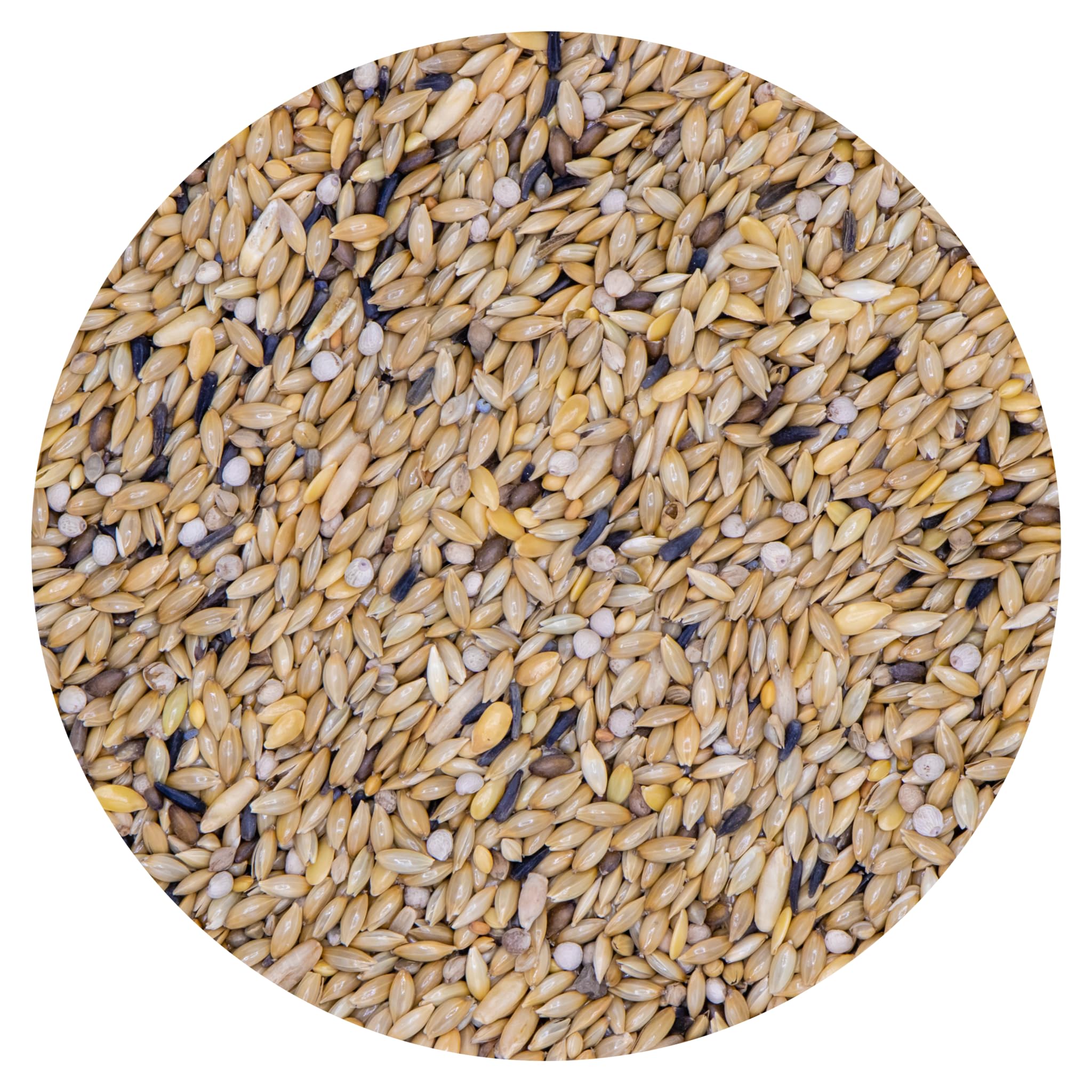 Miscela Canarini Postura & Colore, 20kg, Mangime per Uccelli