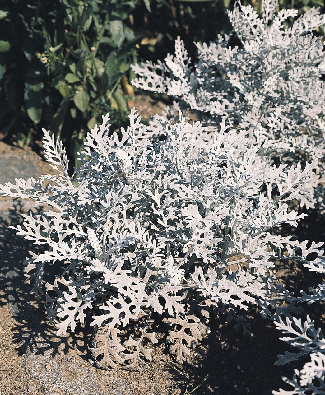 Golden Hills Farm SILVER DUST CINERARIA MARITIMA 50-208 seeds (B0BQF59ZZL) Amazon Price History, Amazon Price Tracker