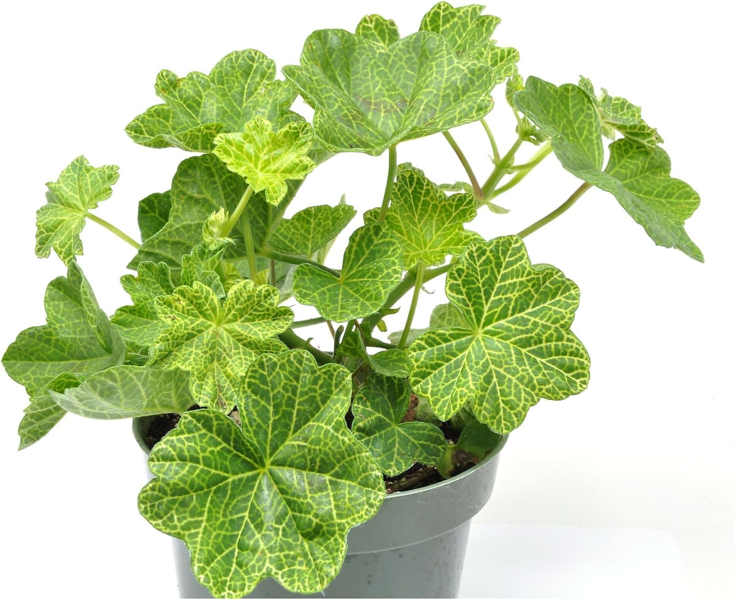 Pelargonium peltatum 'Crocodile', Ivy Geranium, Ivy Leaved Geranium, Flowering Plant, Ideal for Window Boxes and Baskets, Container Size: 4.5"