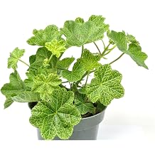 Pelargonium peltatum 'Crocodile', Ivy Leaved Geranium, Flowering Plant, Cnt Sz 4.5"