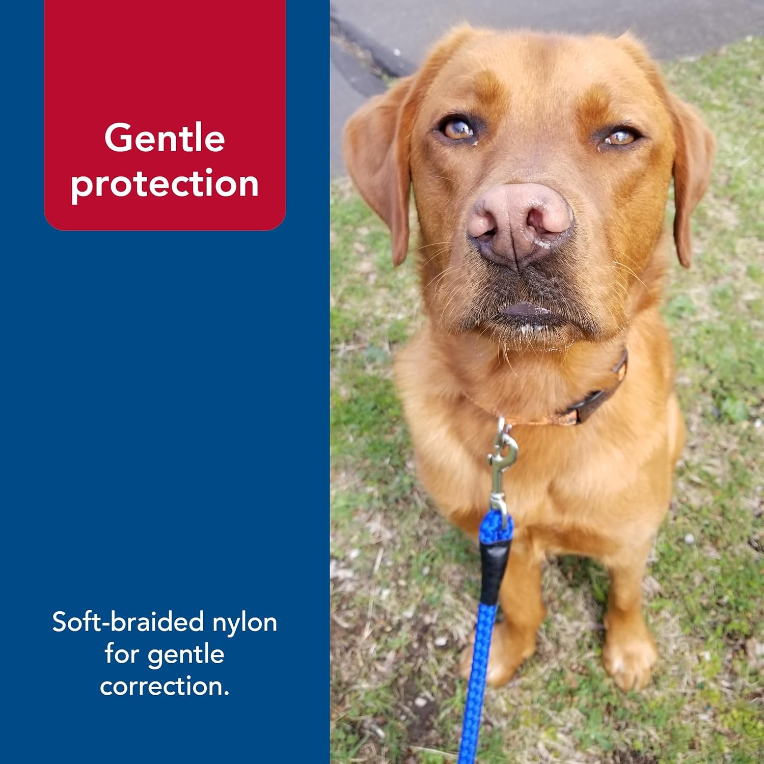 Coastal Pet Products 00206 RED06 Dog Leash, 6'