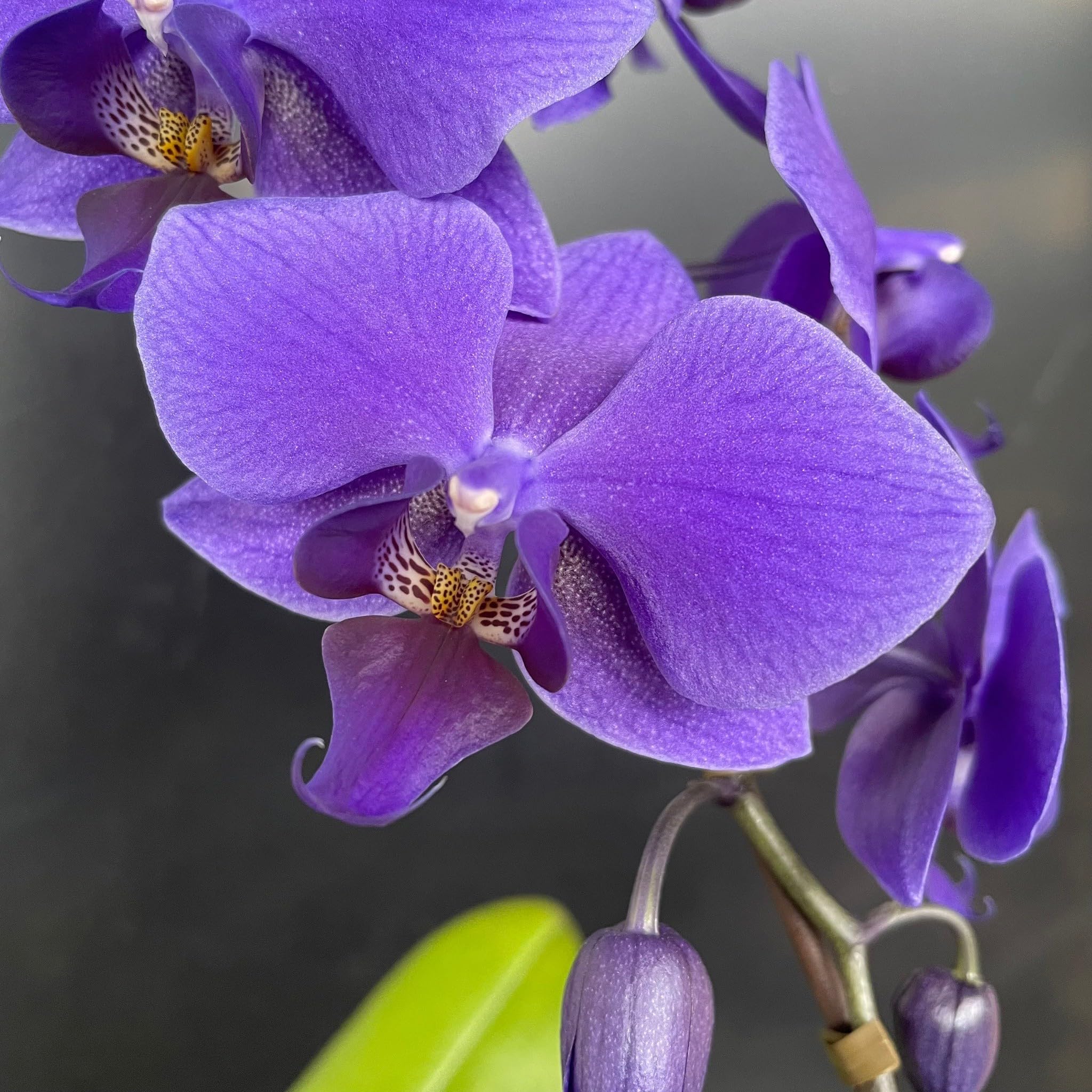 Amazon｜ミディ胡蝶蘭 Blue Gene（ブルージーン）3本立ち/花 ギフト