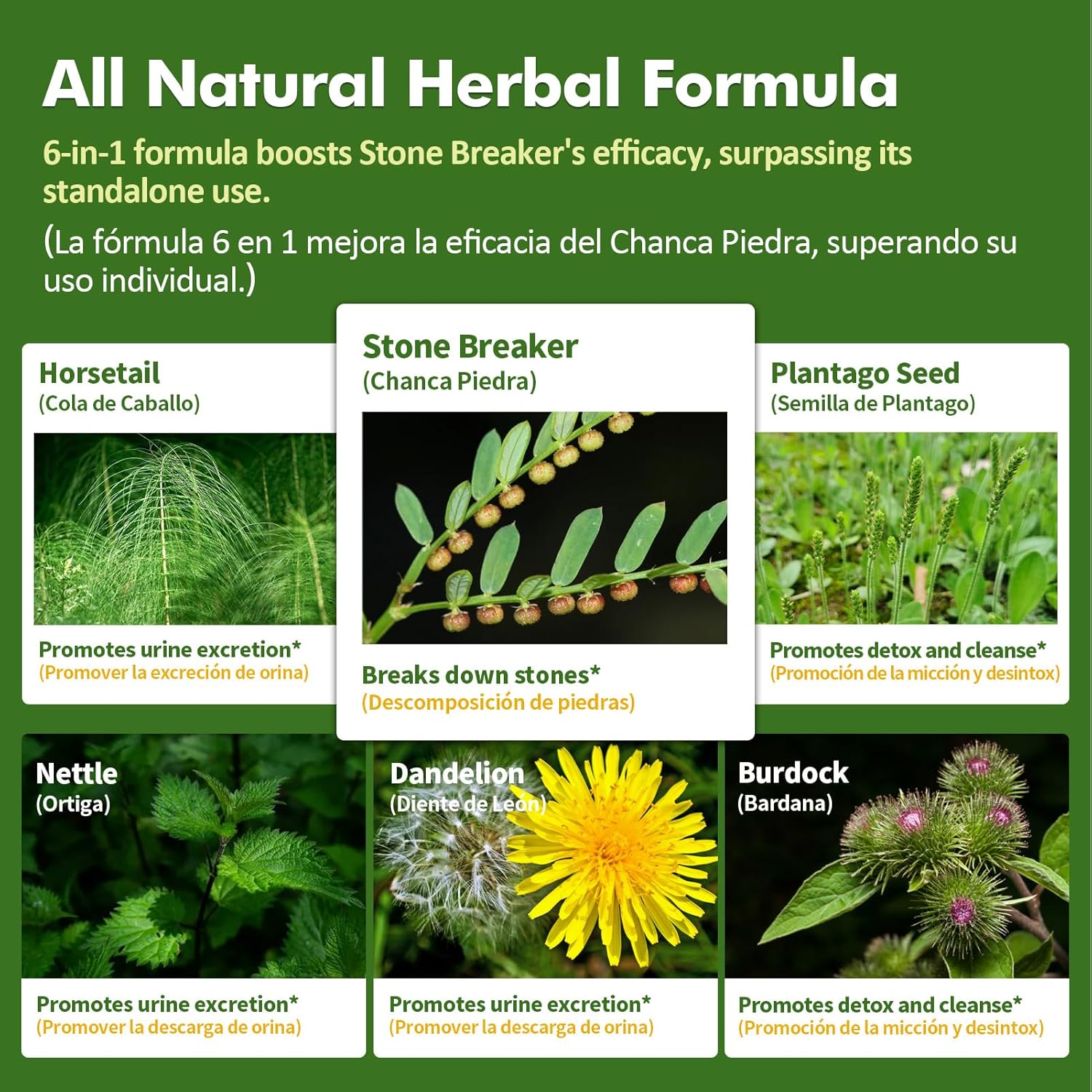 Stone Breaker Chanca Piedra Drops for Kidney Stones & Gallstone Dissolver, Horsetail Extract Kidney Cleanse Detox & Repair, Gotas de Cola de Caballo y ChancaPiedra para Los Riñones. 6 oz