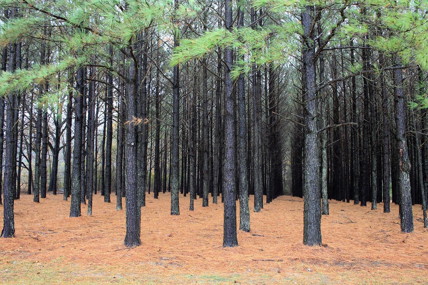 Loblolly Pine Tree | Premium Seeds | Pinus taeda | Plants'® (Premium Seeds, 1000)