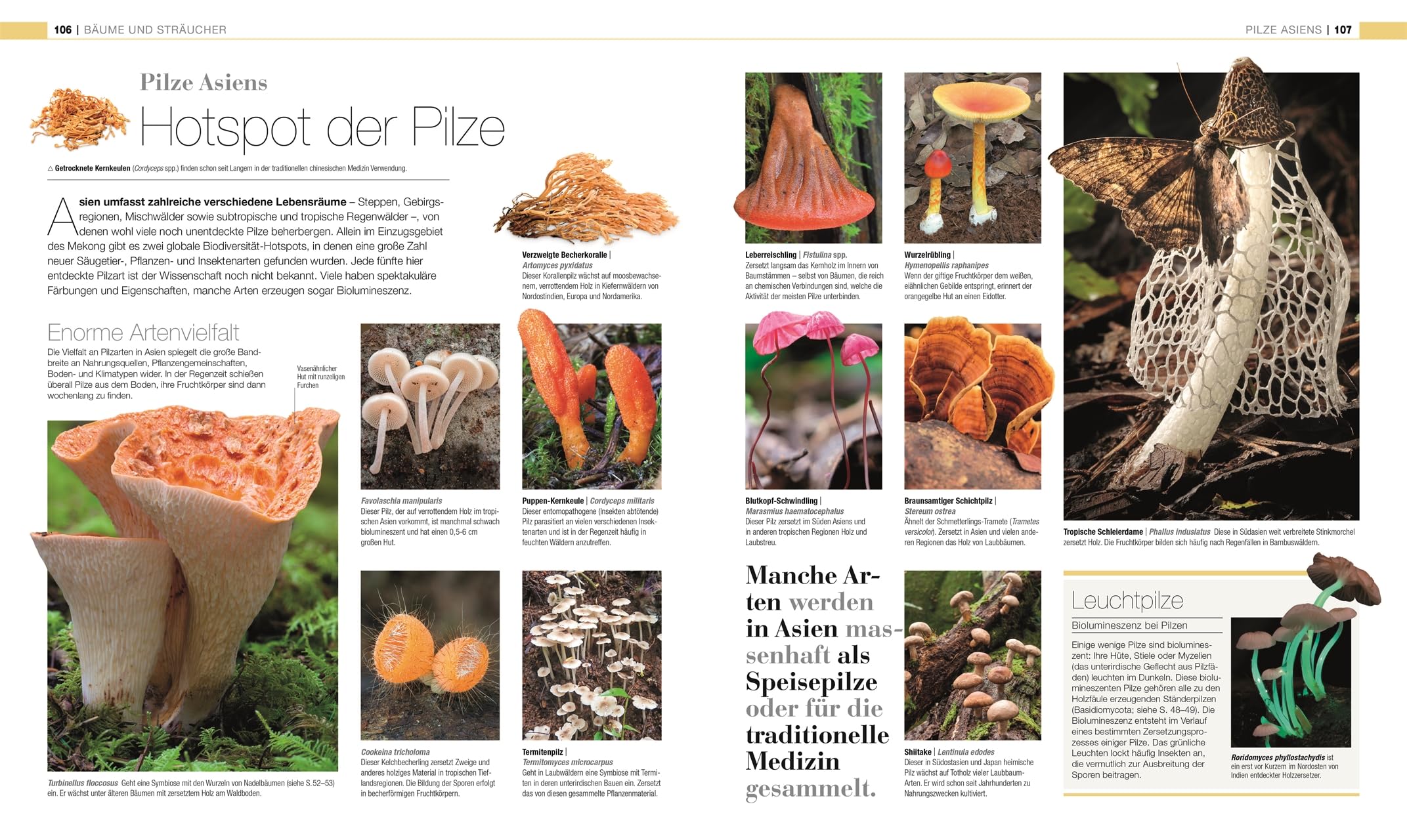 DK Bibliothek. Pflanzen & Pilze: Die große Bild-Enzyklopädie mit über 1000 Arten