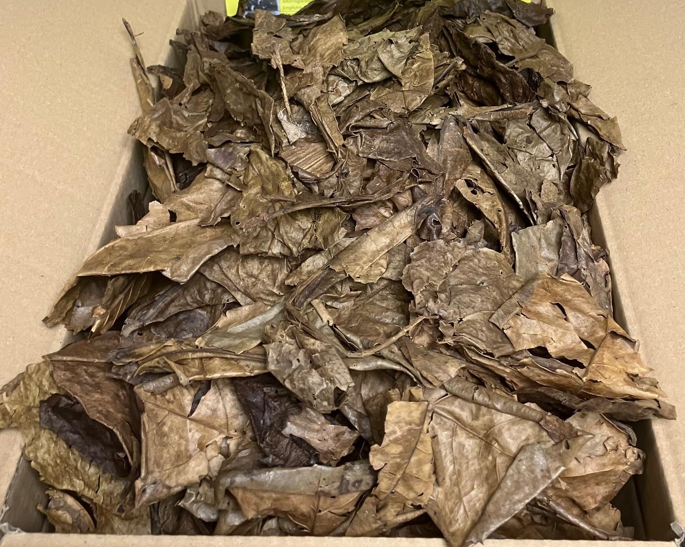 Feuilles de badamier avec maturité de qualité supérieure - Entretien naturel de l'eau pour aquarium - Feuilles Catappa de qualité supérieure en nature protégée - Idéal pour les crevettes, Betta & Co
