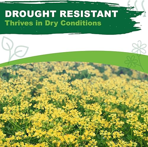 Miniatura 8 de TKE Farms & Gardens - Semillas de rue para plantar, 0.04 oz, 500 semillas de reliquia, sin OMG, instrucciones incluidas, Ruta graveolens, cantidad 1