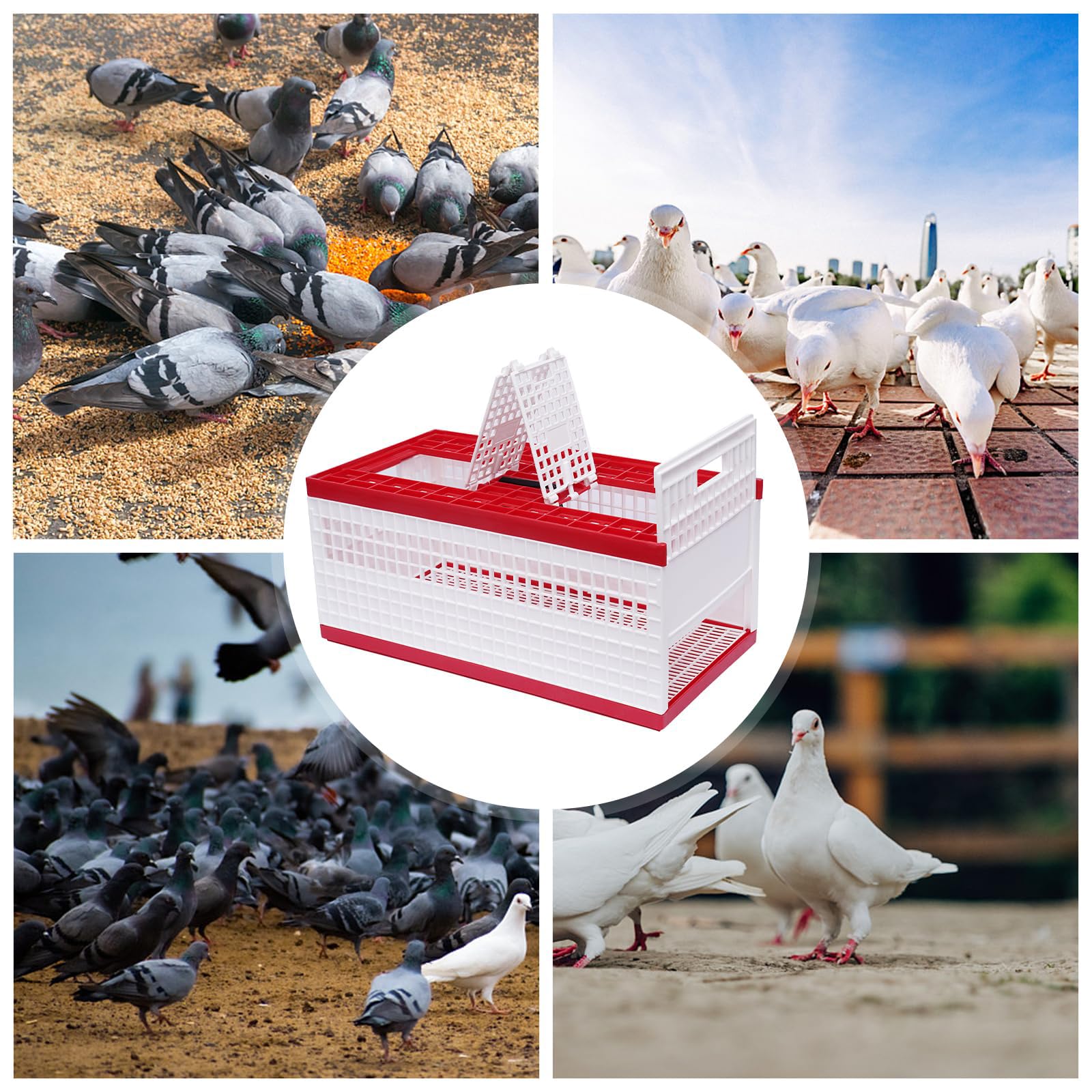 Caja Plegable de plástico para Transporte de Palomas con Capacidad para 14 Palomas, Jaula de Transporte de Carreras con asa y Puertas Laterales para Entrenamiento, liberación y competición