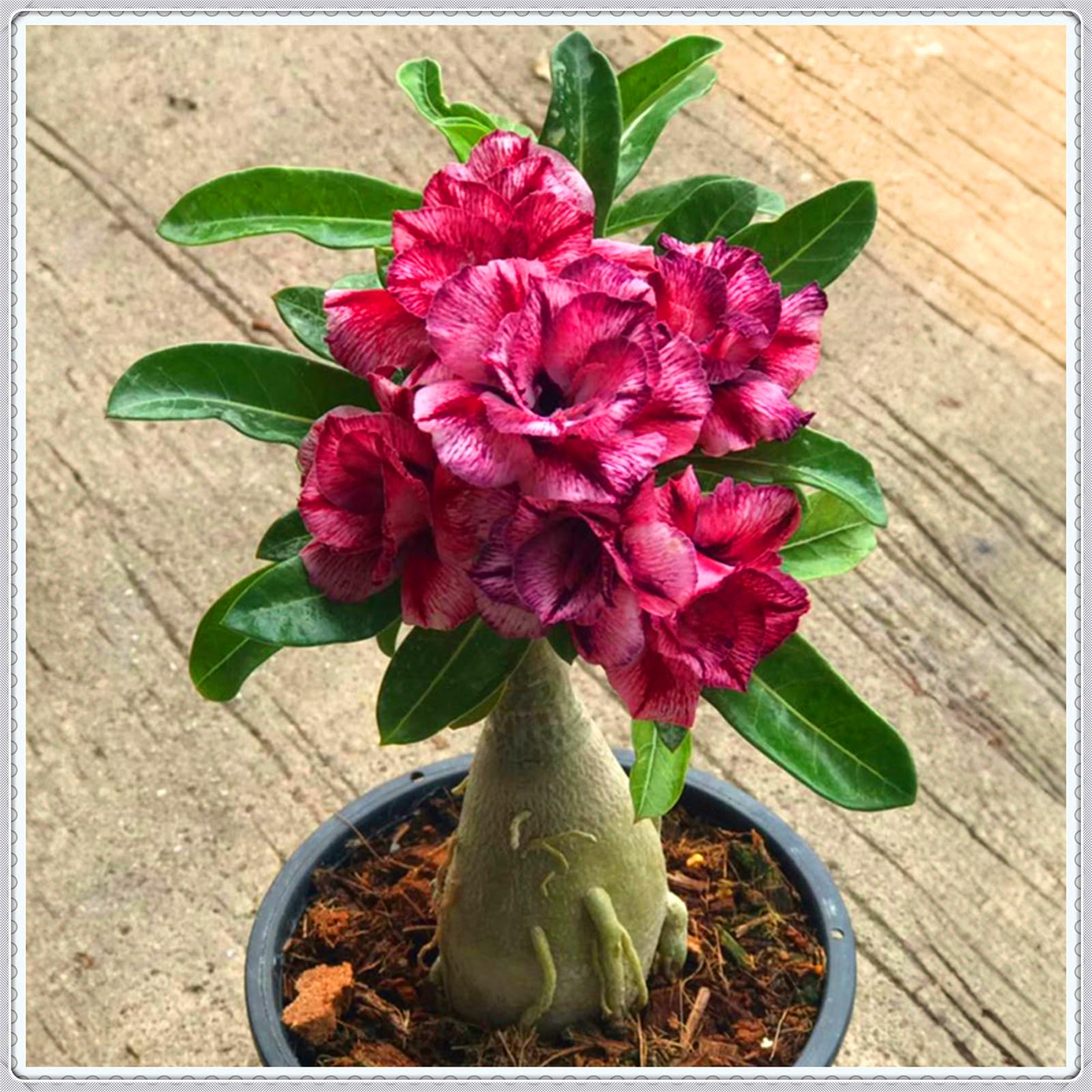 Mix Garden Bulbs, Desert Rose Bulbs, Golden Beautiful, Desert Rose Plant Bulbs, Adenium obesum Plant, Wedding Flowers, 2Bulbs-H