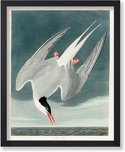 Miniatura 56 de Poster Master Póster vintage de colibríes, impresión de formas de arte retro en la naturaleza, arte de pájaros, regalo para él, ella y amante de los