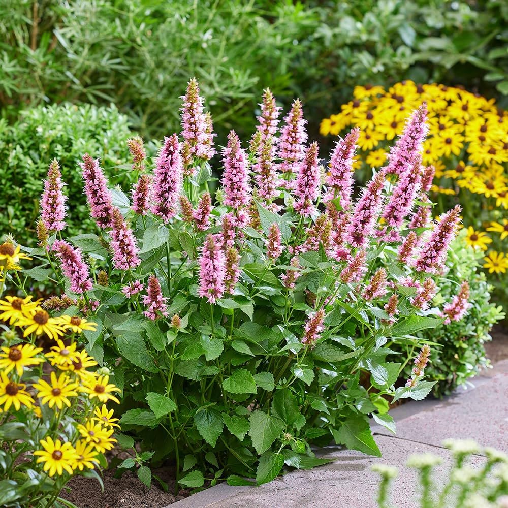Plant Theory 9cm Pot Agastache Rugosa Beelicious Pink Mexican Giant Hyssop Perennial