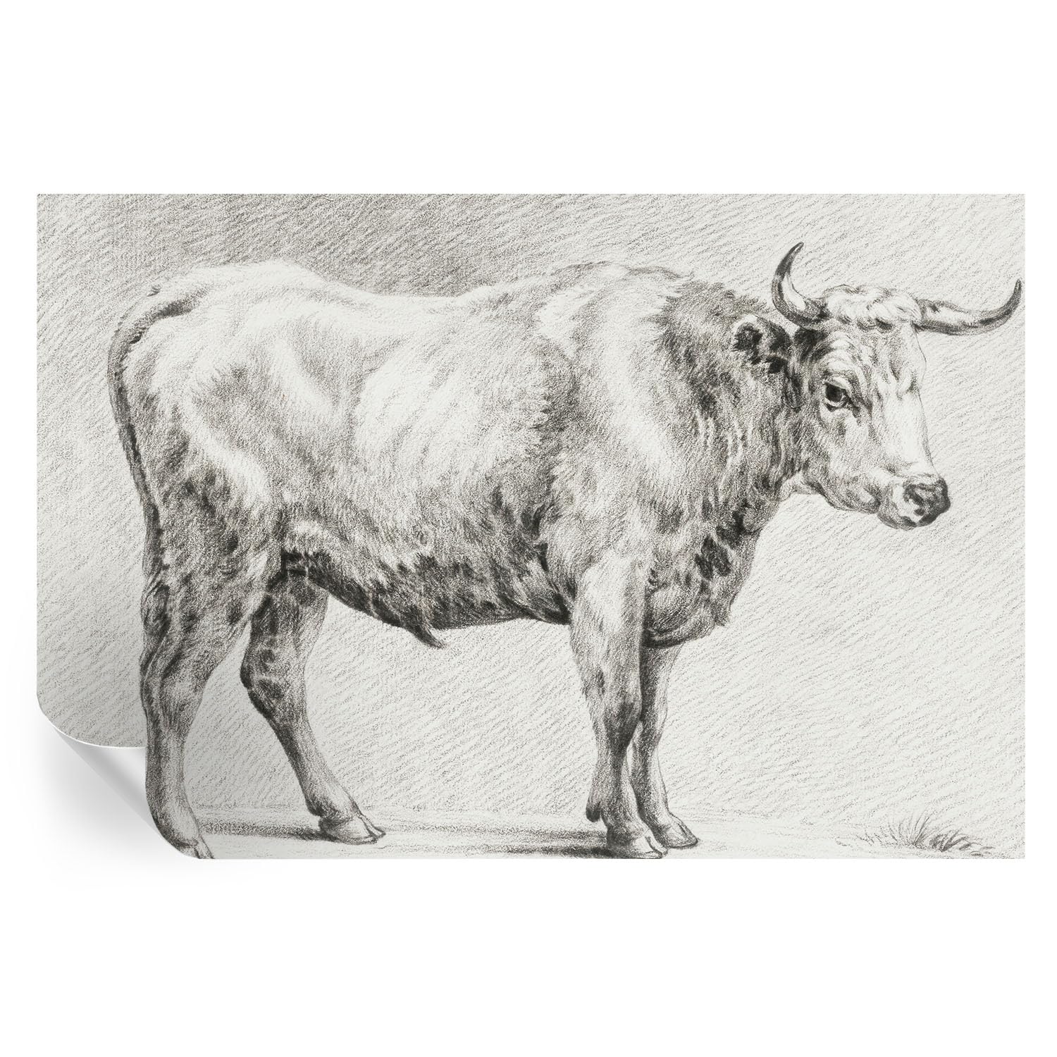 Ilustraciones de pared pelar y pegar de toro en lámina autoadhesiva