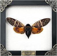 Vista 37 de Real Butterfly Framed Wall Art, Black Background Insect Display, Entomology Specimen Shadow Box, Dark Elegant Home Decor
