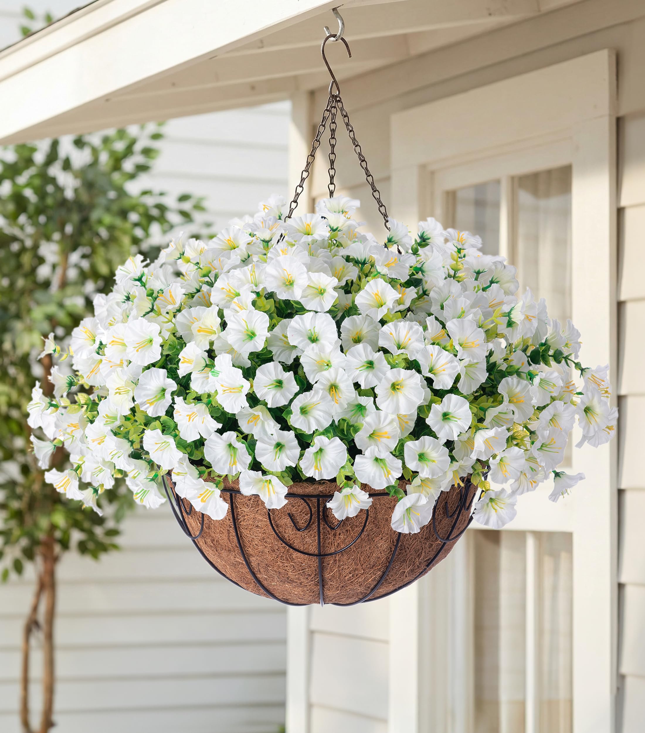 HyeFlora White Morning Glory