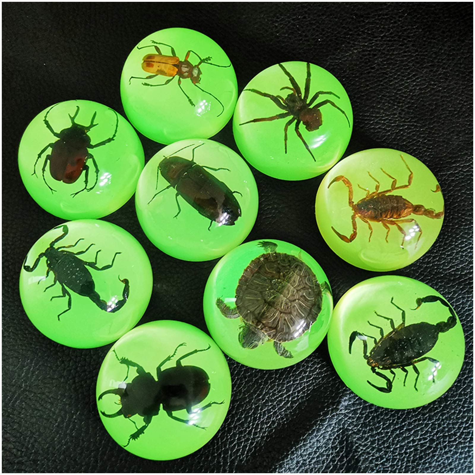 Amazon.co.jp: カブトムシ昆虫標本モデル-レジンデスク文鎮昆虫標本