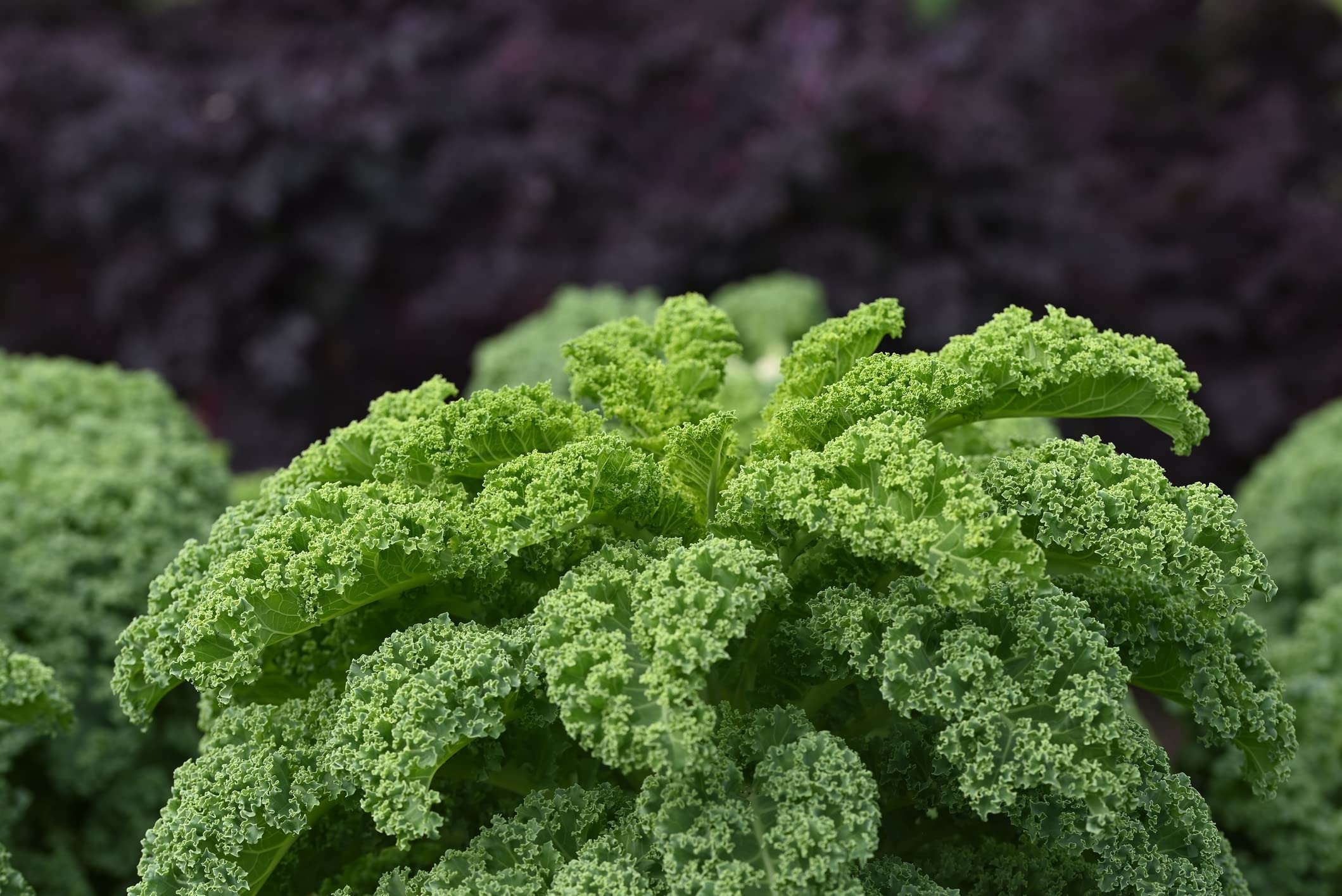 JustSeed - Organic - Vegetable - Kale - Borecole Westland Winter - 20 Seeds