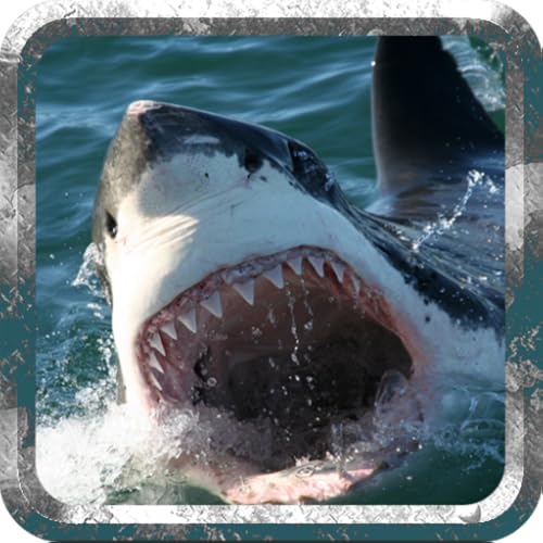 Angry Shark - Wild Attack