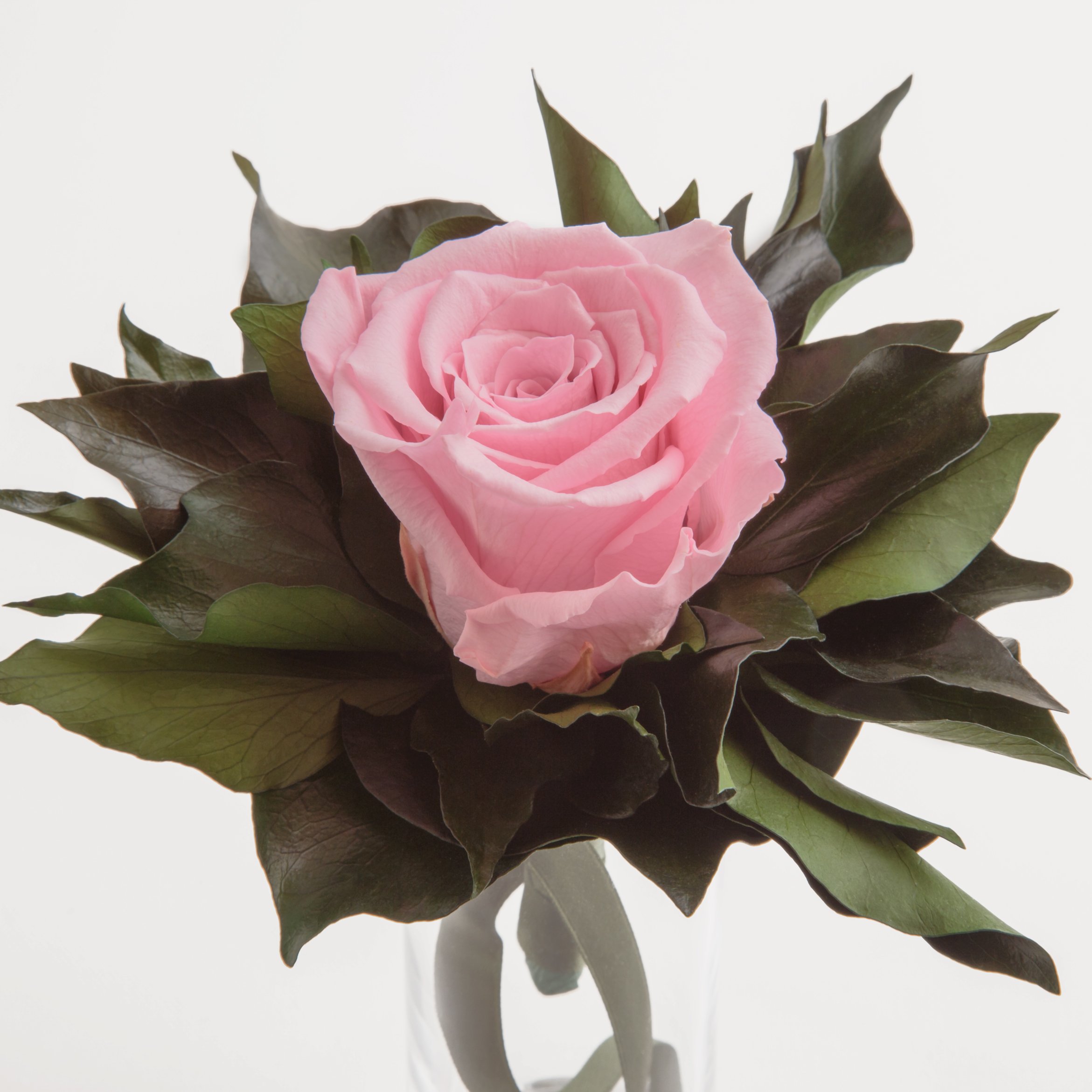 Blumenstrauß langhaltend Ewige Rose konserviert mit Glasvase haltbar 3 Jahre von ROSEMARIE SCHULZ GmbH Heidelberg (Rosa)
