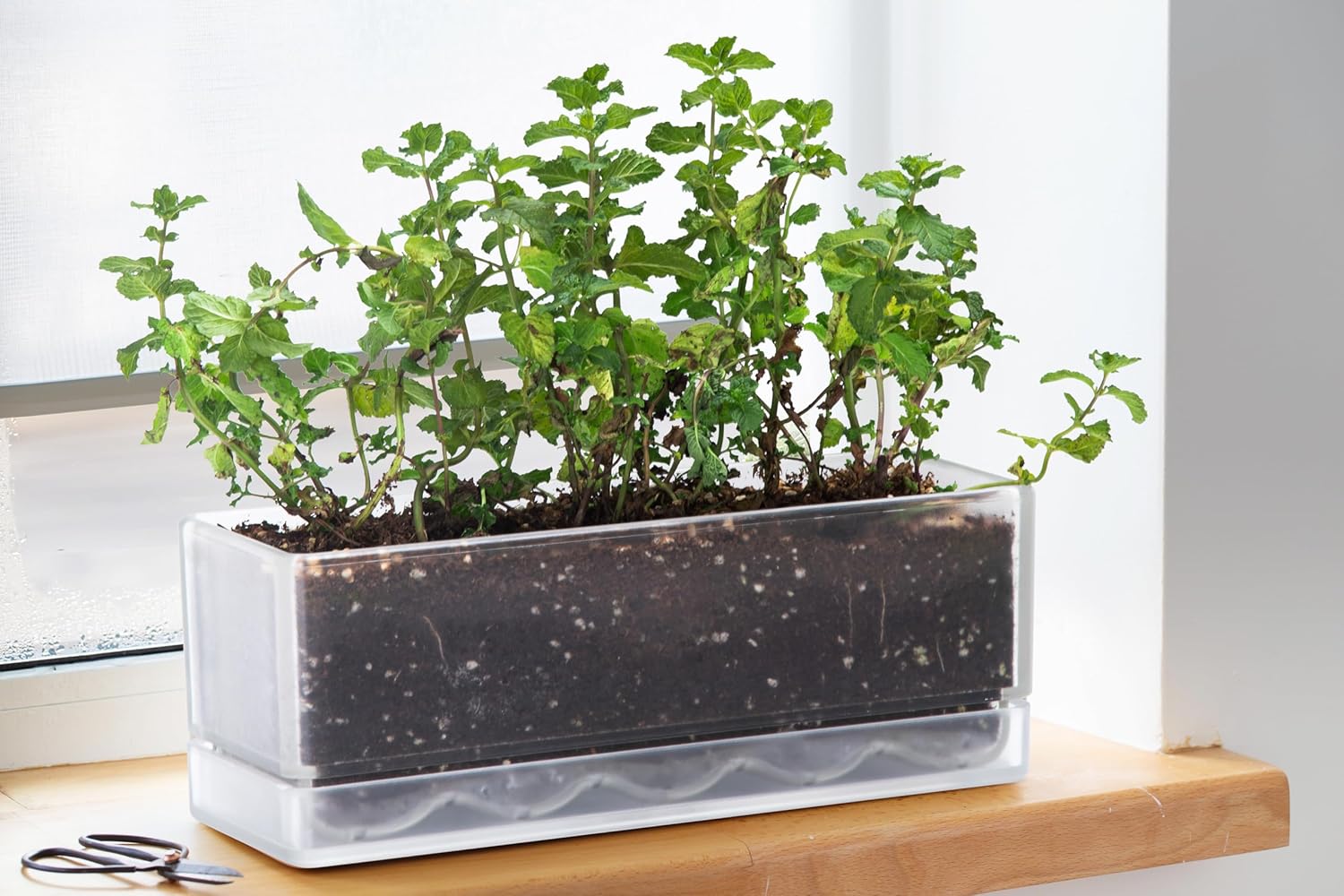 D'vine Dev 12 Inch Window Box Planter, Rectangle Plastic Herb Planter with Drainage Holes and Saucer, Indoor Succulent Cactus Vegetable Pot for Windowsill, Garden Balcony, Clear, Set of 1, 76-X-D-1 - Image 5