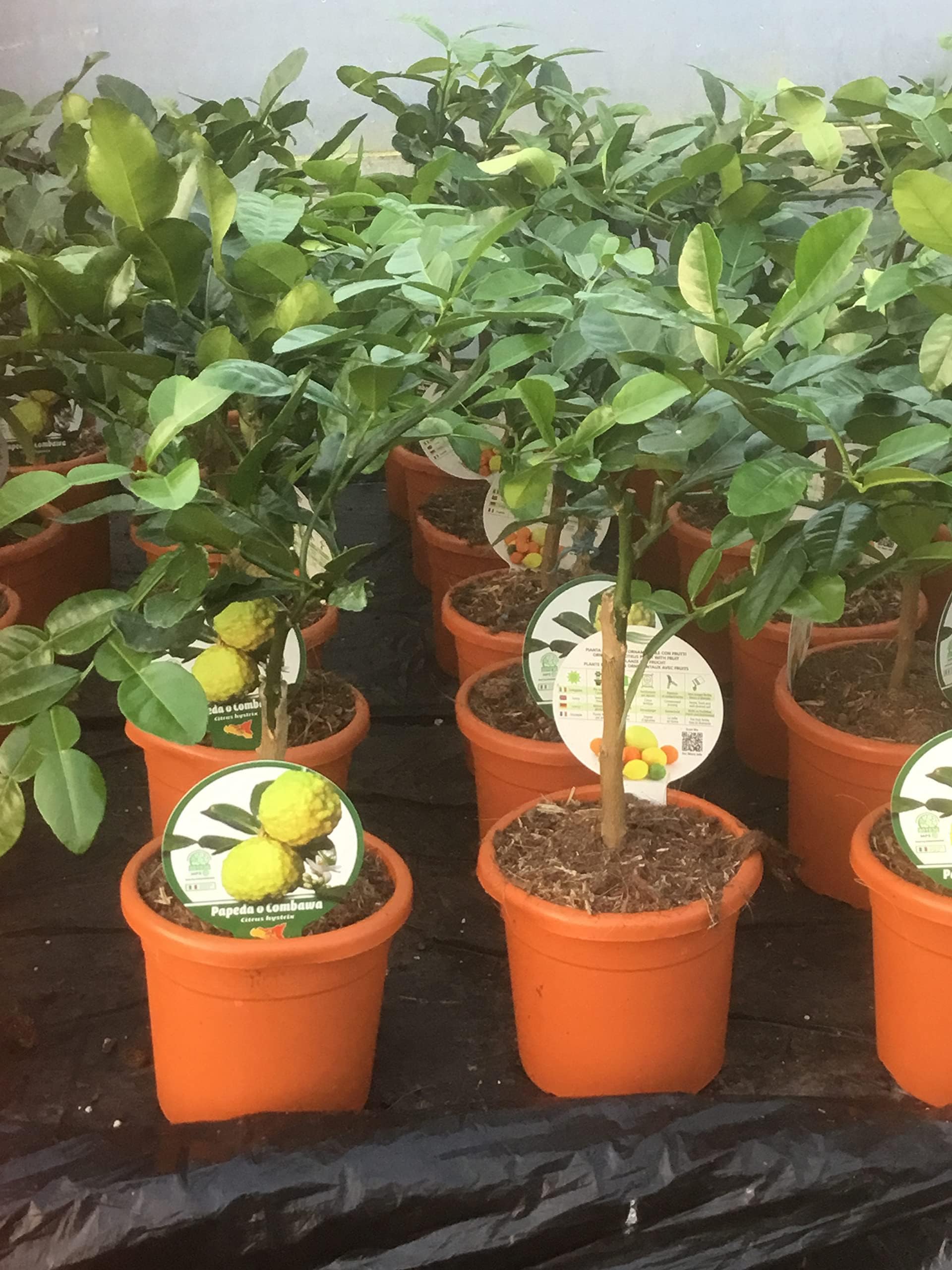 Citrus hystrix/Kaffir Lime Bush : 1L Pot : 10-20cm High (exc pot)
