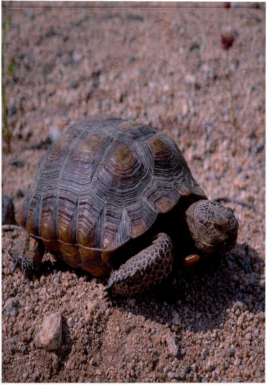3dRose Endangered Desert Tortoise, in Joshua Tree National Park, California 22x30 Bath Hand Pool Towel