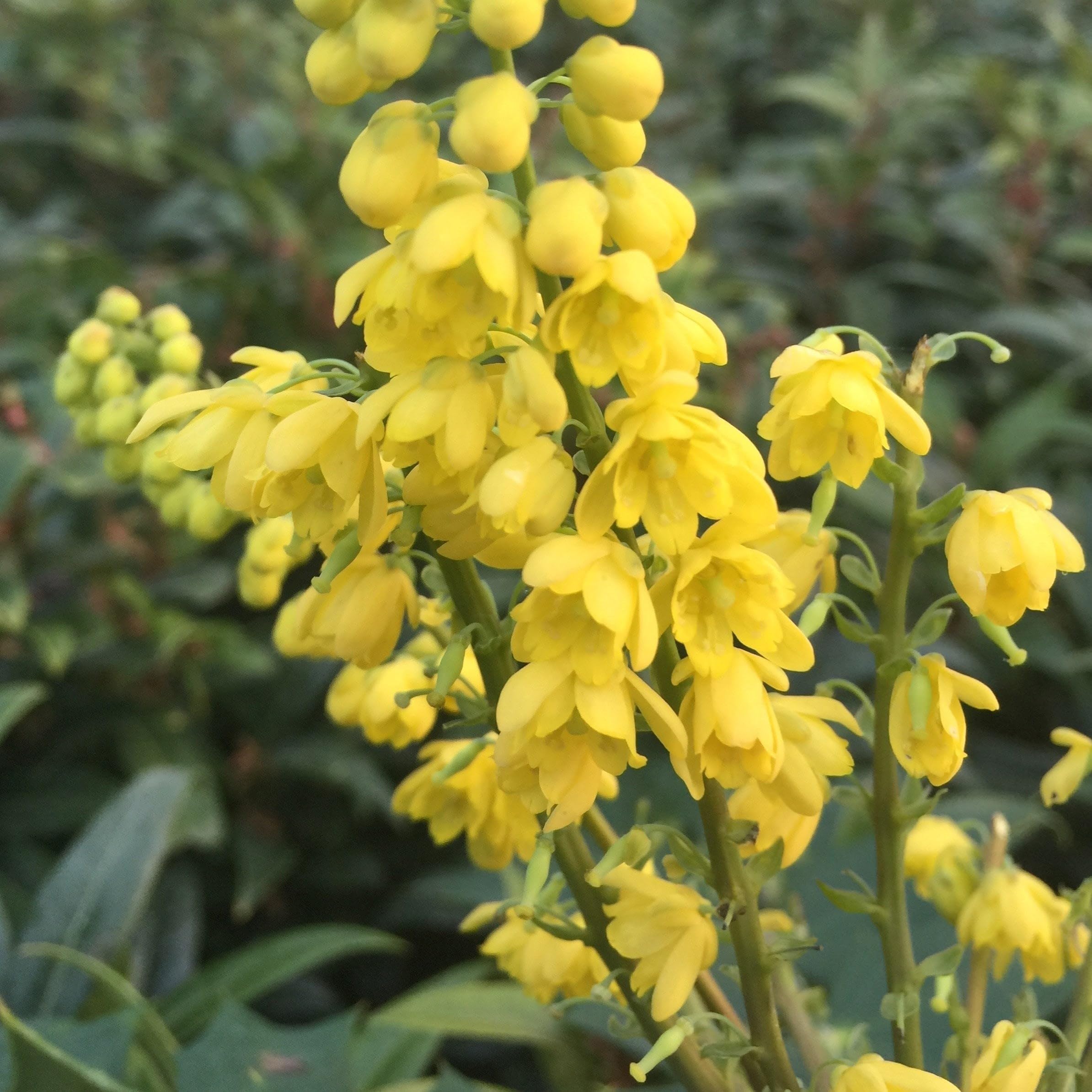 Plant Theory Charity Mahonia Mahonia x Media Shrub Plant 3L Pot