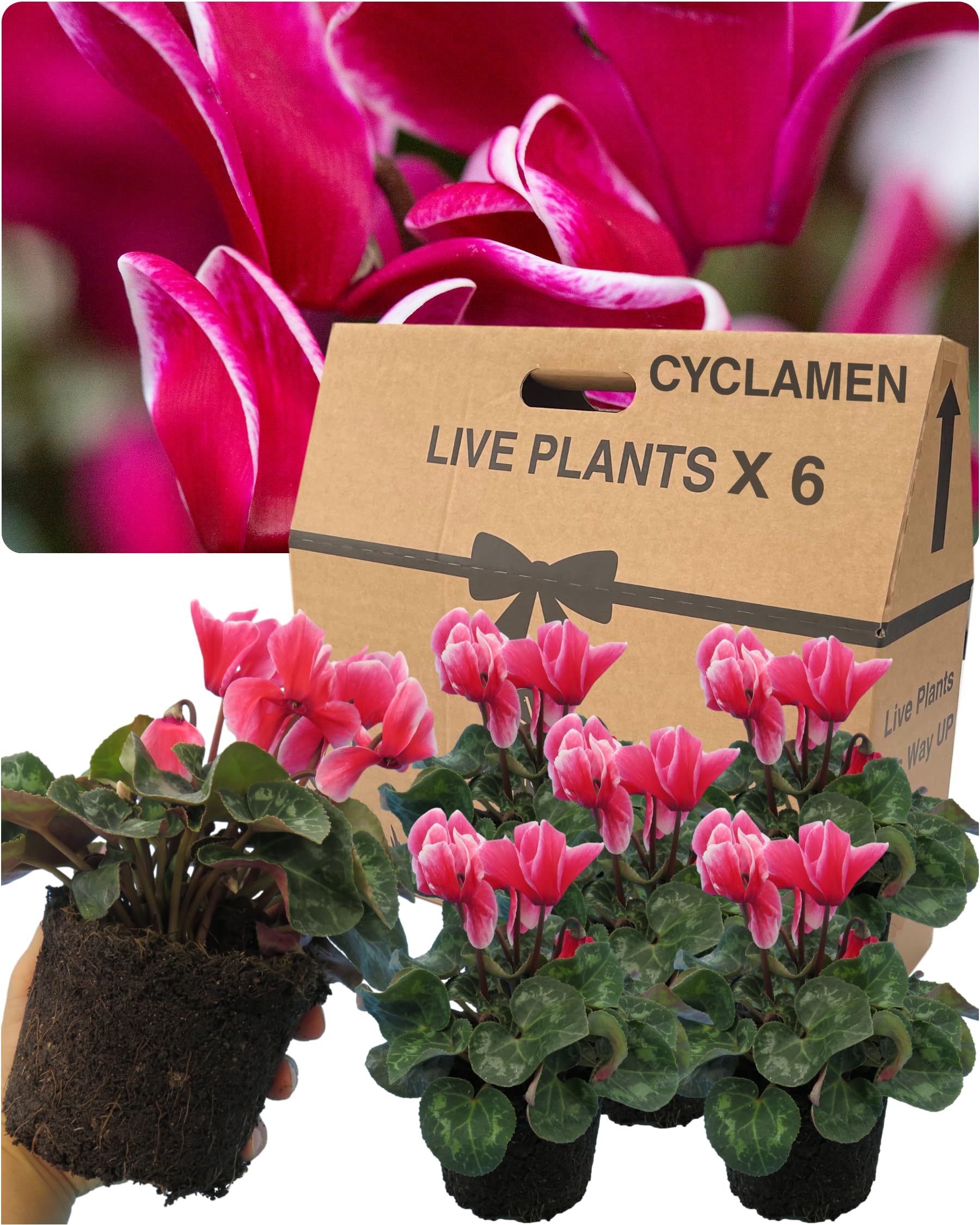 Large Cyclamen Bicolour Flame Plants Outdoor Garden Ready - 6 Rouge Colour Outdoor Flowers. Autumn/Winter Planting. Lrg 1Ltr Potted Size Well Rooted & Established, for Pots, Baskets, Patios, Beds