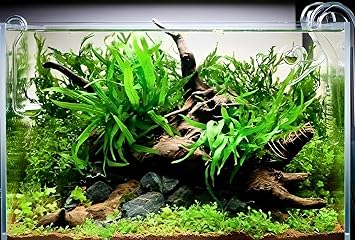 Java Fern Bare Root | Microsorum Pteropus - Low Light Freshwater Aquarium Plant - 1,000,000+ Plants Sold AquaLeaf Aquatics