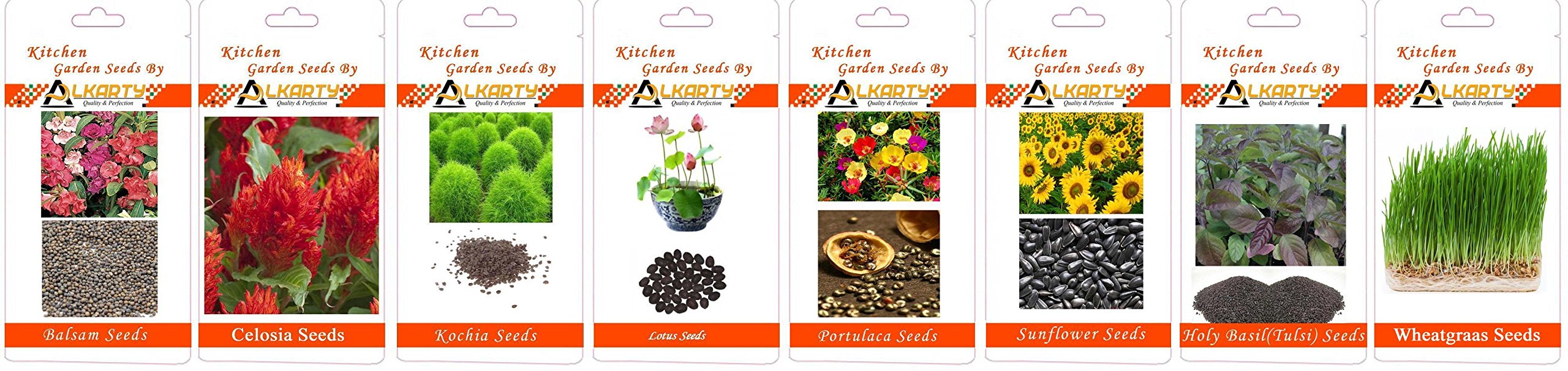 Balsam, Celosia, Kochia, Lotus, Portulaca, Sunflower, Tulsi, Wheatgrass Summer Flower Seeds Pack of 20 Each-picture-22