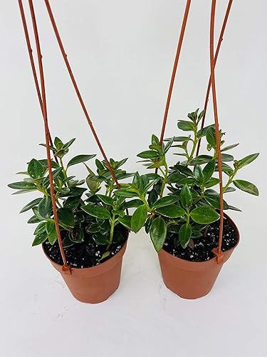 Miniatura 2 de * Dos plantas de peces de colores - Cesta colgante de 4 pulgadas - Florece constantemente