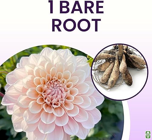 Miniatura 3 de Sweet Miss Nathalie Pink Dahlia - Tubérculo de raíz desnuda de 5 galones - Hermosas flores rosas para plantar en primavera 2025 - Tubérculo grande