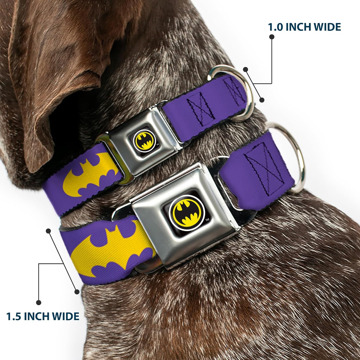 Buckle-Down Dog Collar Seatbelt Buckle Batman Signal Purple Yellow, Multicolor, 1.5"" Wide - fits 13-18"" Neck - Small (DC-WBM216-WS)