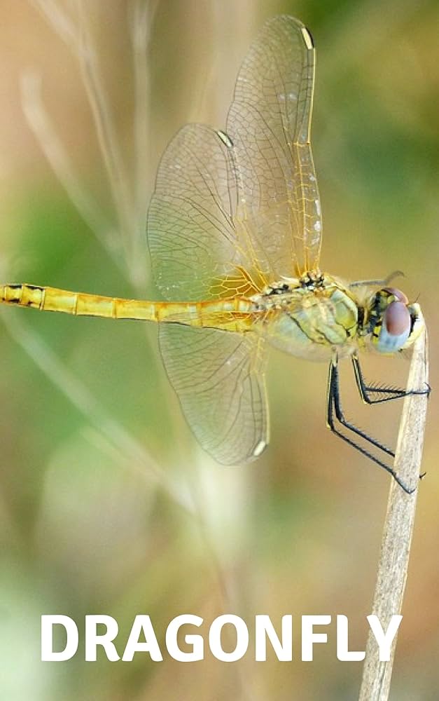 DRAGONFLY PHOTO BOOKS eBook : VIEW, ENG: Amazon.ca: Kindle Store