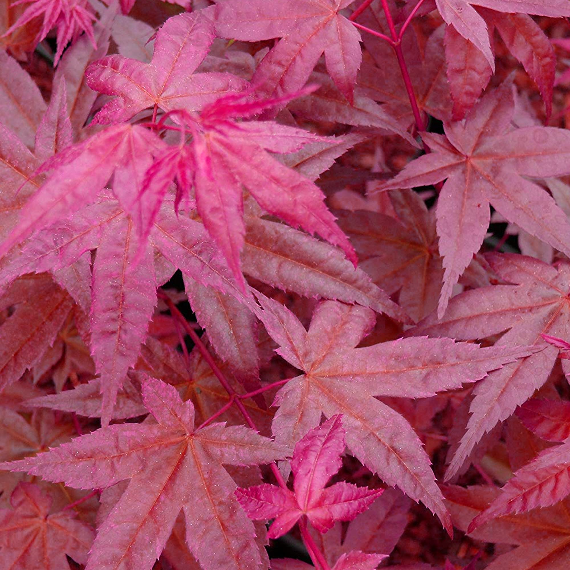Acer palmatum "Beni Maiko" | Érable du Japon Plante de jardin à feuilles caduques Arbuste en pot