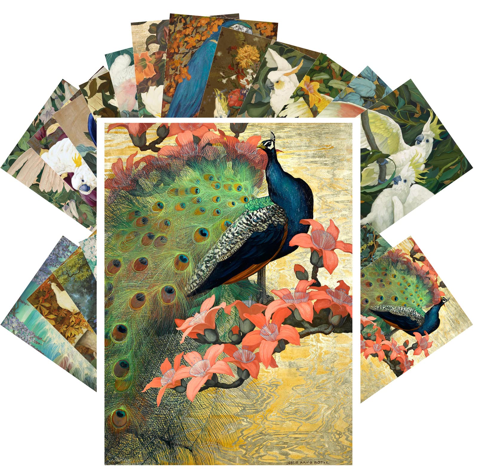 PIXILUV Vintage Postcards (24 pcs 4"x6" ea) Pretty Bird Paintings of Parrots and Cockatoos Vintage Postcards Retro Greeting Card Book Illustration