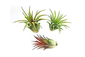 Assorted Ionantha Air Plant Bundle - 3 Pack
